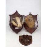An antique taxidermy Badger Mask on oak shield, an antique Otter Mask on oak shield and four Fox