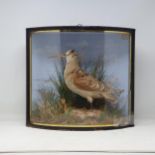 An antique bow fronted taxidermy Case displaying a mounted Eurasian Woodcock (Scolopax rusticola)