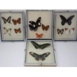 Lepidoptery-Four framed Cases of Tropical Butterfly Species including Black and White Helen,