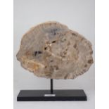 A polished Fossil Araucaria Tree Section on stand 13in x 9 1/2in