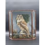 A Victorian taxidermy Case displaying a Tawny Owl on rock effect base, bearing partial C. Hopper,