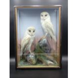 An antique taxidermy Case by James Hutchings of Aberystwyth displaying a pair of Barn Owls on rock