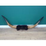 A large pair Buffalo Horns