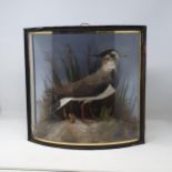 An antique bow fronted taxidermy Case by J. Cooper displaying a Lapwing (Vanellus vanellus) on