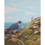 STEVEN JAREMKO - Pair of Peregrine Falcons in Coastal Cliff Landscape, oil on board, signed and