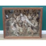 An antique taxidermy Case displaying a collection of well mounted British Bird Species including