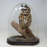 A taxidermy mounted Mexican Striped Owl perched on branch under a glass dome on ebonised base 1ft