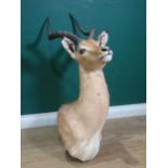 A modern neck mounted taxidermy Impala bearing Red Dune Taxidermy, South Africa label