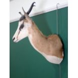 A modern neck mounted taxidermy Springbok bearing Red Dune Taxidermy, South Africa paper label