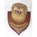 An antique taxidermy Otter Mask on oak shield, 'Culmstock Otter Hounds, Aug 8 1909, weight 21lbs