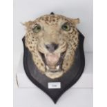 An antique taxidermy neck mounted Leopard on Rowland Ward oak shield bearing engraved 'RW' to