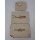 Three sediment rock matrix fragments containing fossilised Fish, 50 million years BP Eocene Period