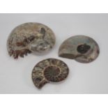 A polished Fossil Ammonite and two cut and polished Ammonites, the latter two Cretaceous Period,