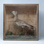 A Victorian ebonised and glazed taxidermy Case displaying a mounted Eurasian Stone Curlew (