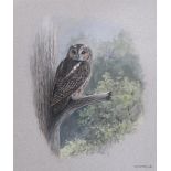 JOHN FRANK HAYWOOD (1936-1991) - Study of a Tawny Owl perched on a dead branch, watercolour, signed,