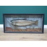 An ebonised and glazed Taxidermy Case displaying a Rainbow Trout 3ft W x 1ft 6in H