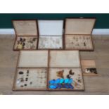 Five pine Entomology Cabinets and a Cigar Box containing a collection of Coleoptera, Odonata and