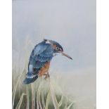CHRISTOPHER HUGHES (b.1955) - Study of a Kingfisher perched on reeds, watercolour, signed (12½ x