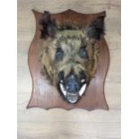 A taxidermy Wild Boar Head on large oak shield