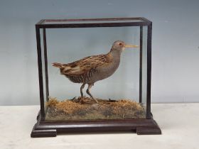 A glazed taxidermy Case displaying a Water Rail on naturalistic base 1ft W x 10in H