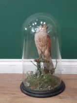 An antique taxidermy male Kestrel perched on branch under glass dome on circular ebonised base 1ft