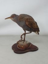 A taxidermy Water Rail on mahogany stand