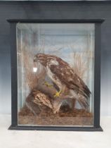 An antique ebonised and glazed taxidermy Case displaying a Common Buzzard on grey squirrel prey