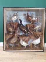 An antique glazed taxidermy Case in the manner of Macpherson of Inverness displaying four Ptarmigan,