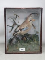 An antique ebonised and glazed taxidermy Case displaying a Jay perched on branch amongst bracken