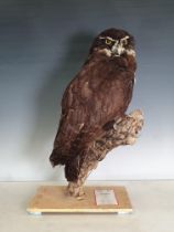 An uncased taxidermy female Spectacled Owl showing brood patch 1ft 7in H