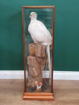 A glazed taxidermy Case displaying an albino Cock Pheasant perched on a fence post bearing Graham