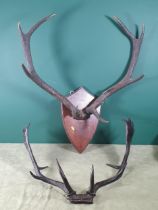 A pair of Red Stag eight point Antlers on oak shield and a pair of Fallow Buck Antlers