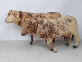 An antique Folk Art skin covered wooden Model of a Shorthorn Cow with glass eyes A/F 14in L, and