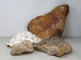 A large Crystal Specimen, a fossil Coral, a large piece of fossil Bone and a Clamshell