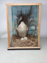 An antique taxidermy Great Crested Grebe with replica Eggs in later case 1ft 7in H x 1ft 1in W