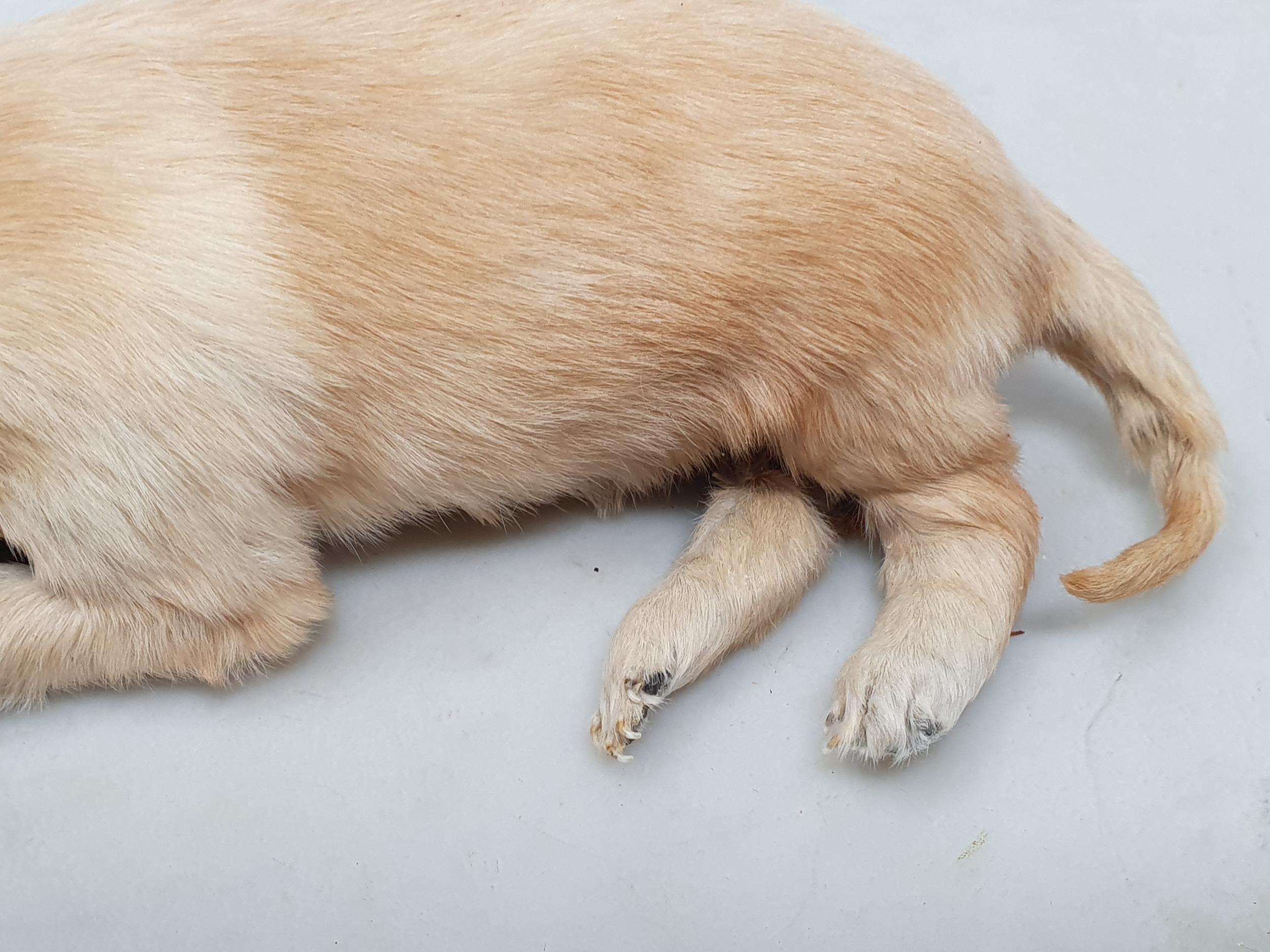 A taxidermy Golden Retriever Puppy 8in L and another of a black Puppy 6 1/2in L - Image 3 of 7