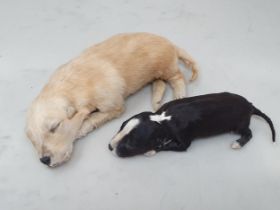 A taxidermy Golden Retriever Puppy 8in L and another of a black Puppy 6 1/2in L
