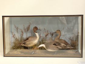 An ebonised and glazed taxidermy Case displaying a trio of Pintail by John Burton of Great