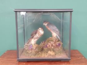 An antique ebonised and glazed Taxidermy Case displaying a pair of Merlins on heather moorland