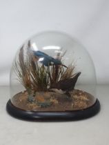 An antique taxidermy Dome on ebonised base displaying a Dipper and Kingfisher on naturalistic base