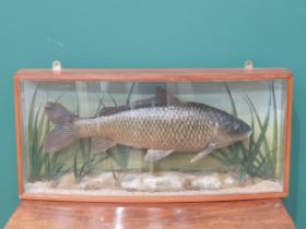 A glazed bow fronted Taxidermy Case of a Common Carp amongst aquatic vegetation bearing label by