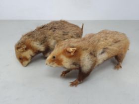 Two taxidermy Hamsters