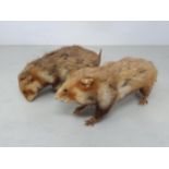Two taxidermy Hamsters