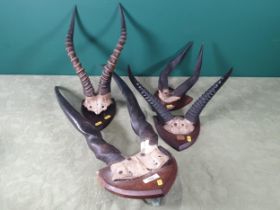 A pair of Kudo Horns on oak shield and three other pair of Antelope species horns on shields