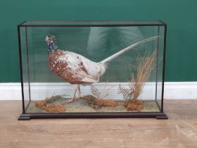 A glazed taxidermy Case displaying a partially leucistic cock Pheasant 2ft 5in L x 1ft 7in H