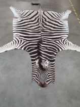 A large Zebra Skin Rug 10ft L x 6ft W approx, in excellent condition