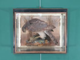 An antique wall mounted Taxidermy Case displaying a Sparrowhawk on Greenfinch prey 1ft 7in W x 1ft