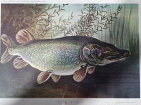 Four framed original pencil-signed prints by Bernard Venables, produced in 1962. Pike, Perch, Roach,