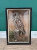 An antique ebonised and glazed taxidermy Case displaying a Long-eared Owl perched upon stump bearing