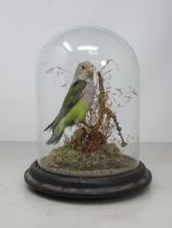 An antique taxidermy Dome displaying a Celestial Parrotlet 8in H